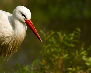 A stork