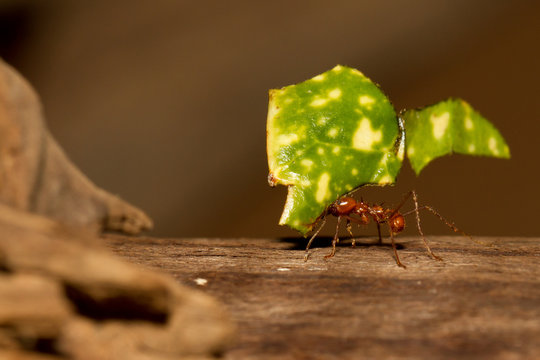 A leaf cutter ant
