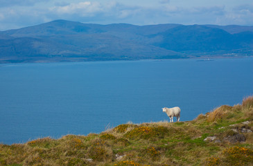 Obraz premium A typical Irish view