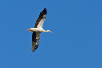 A stork in the air