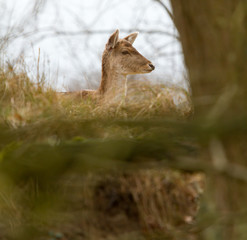 Obraz premium A fallow-deer