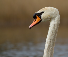A graceful swan in a lake