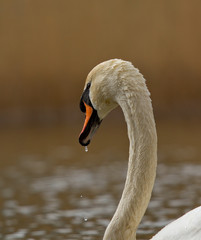 A graceful swan in a lake