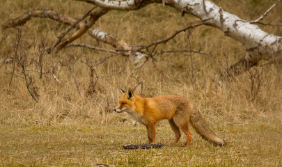 A fox in Holland