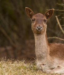 A fallow-deer