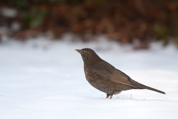 A blackbird in the cold snow