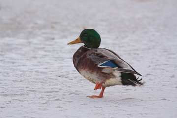 Obraz premium A wild duck on the ice