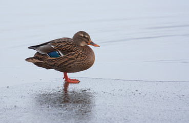 A wild duck on the ice