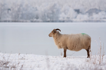 A sheep in a winter landscape