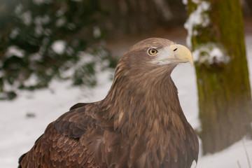 A close-up of an european eagle