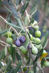 Olives on Branch