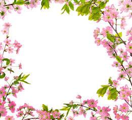 Fototapeta na wymiar cherry-tree pink flowers isolated frame