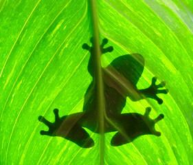 Frog resting on a leaf
