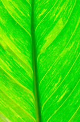 Green leaf