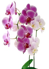 Naklejka na ściany i meble pink and purple orchid flowers