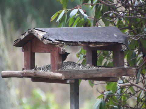 Video Vogel frisst im Vogelh&auml;uschen