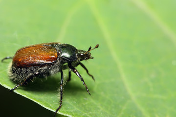Bug on a green leaf. Macroshooting