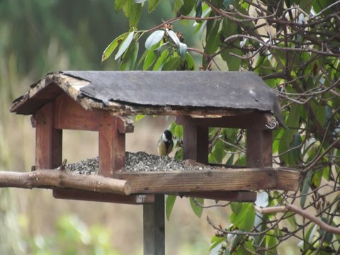 Video Vogel frisst im Vogelh&auml;uschen
