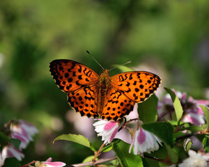 butterfly on a flower
