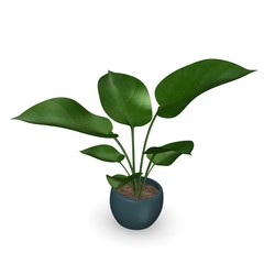 3d render of philodendron plant