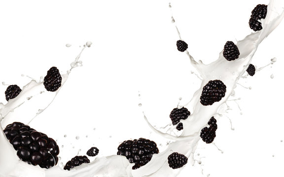 Blackberries pieces falling in milk splash,isolated on white