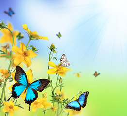 Fototapeta premium Spring flowers with butterflies