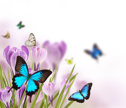 Spring flowers with butterflies