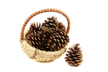 Pine cones in basket.