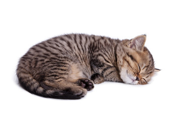 Naklejka premium Beautiful striped kitten