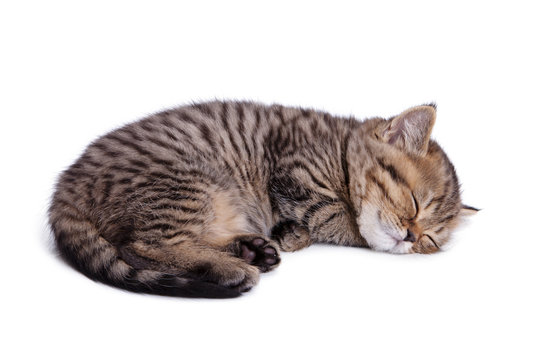 Fototapeta Beautiful striped kitten