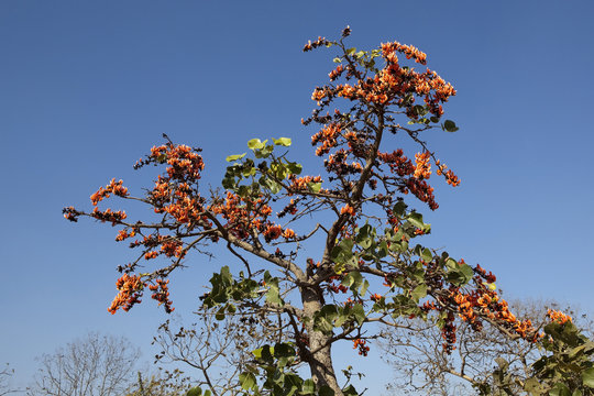 flame of the forest 2