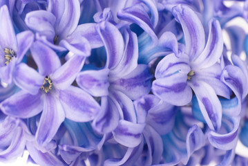 Blue hyacinthes