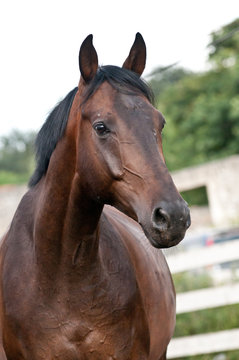 Portrait bay horse in the paddock