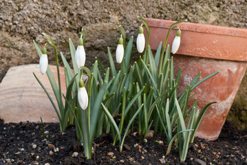 snowdrop