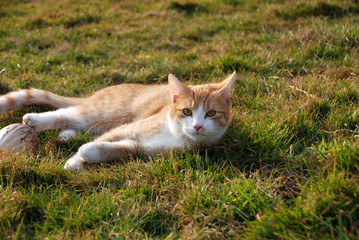 Roter Kater spielt mit Osterei