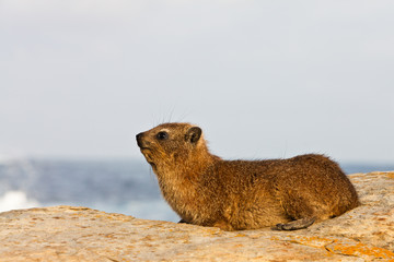 Hyrax sitting on a rock