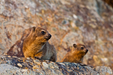Naklejka na ściany i meble Pair of hyrax animals sitting on a rock