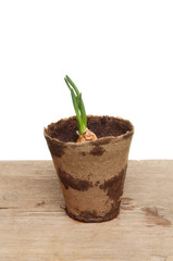 Shallot in a pot