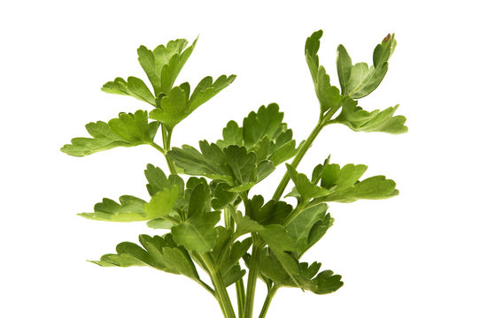 Flat-leaved parsley
