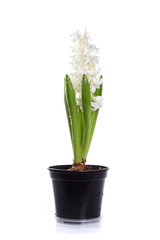 White hyacinth