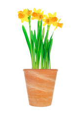 Garden flower pot with spring yellow narcissus (daffodil)