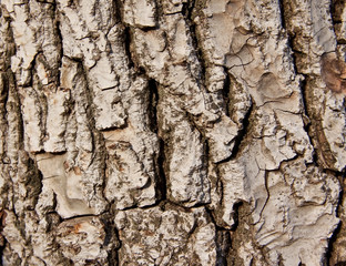 walnut skin
