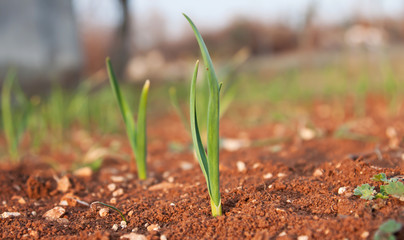 young garlic