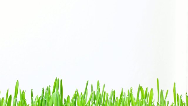 Timelapse - fresh green grass border with raindrops growing