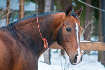 Bay horse on winter's paddock