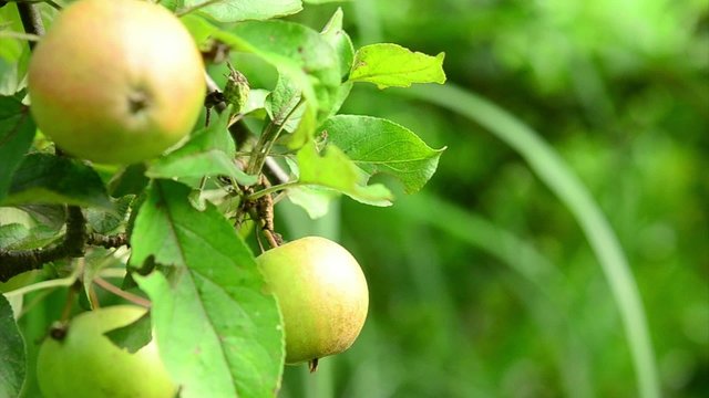 Apfelbaum / Appel tree