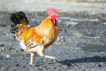 chicken