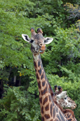 Masai Giraffe