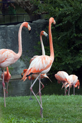 American Flamingo
