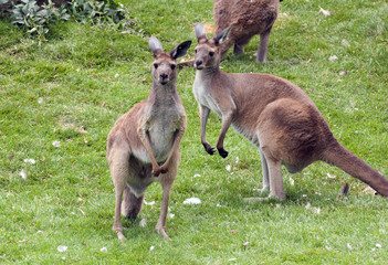 Red Kangaroos